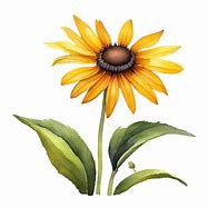 Image result for Blue Eyed Susan Grass Flower