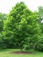 Image result for Maple Tree Graysh Green