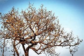 Image result for Primitive Willow Tree Silhouette