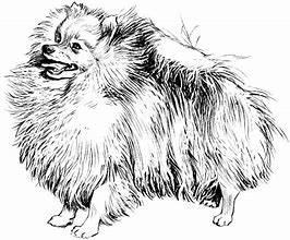 Image result for Pomeranian Dog Coloring Pages