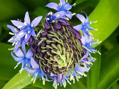 Image result for Blue Flower On Tree in UK