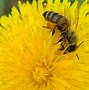 Image result for Honey Bee Clip Art Black and White