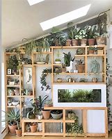 Image result for Indoor Wall Climbing Plants