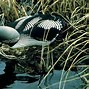 Image result for British Water Birds