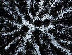 Image result for Forest Canopy Silhouette