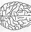 Image result for Brain Sections Diagram Blank