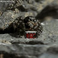 Image result for Funny Jumping Spider