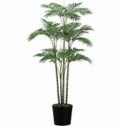 Image result for Areca Bamboo Palm