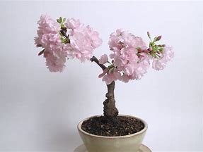 Image result for Potted Cherry Blossom Tree