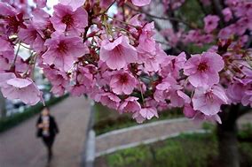 Image result for Cherry Blossoms with Cherries