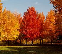 Image result for Maple Tree Graysh Green