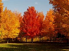 Image result for Bush Fall Colors