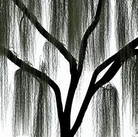 Image result for Weeping Willow Tree Silhouette