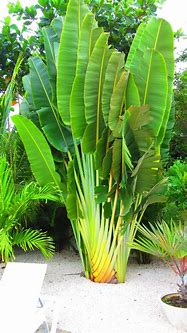 Image result for Outdoor Tropical Plants Garden