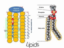 Image result for Lipid Biomolecule