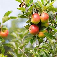 Image result for A Picture of an Apple Tree