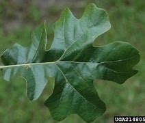 Image result for Post Oak Leaf Designs