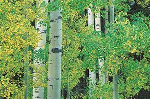 Image result for Aspen Tree Close Up