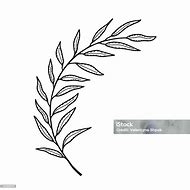 Image result for Olive Branch Curved