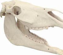 Image result for Horse Skull Lower Jaw