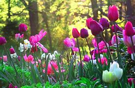 Image result for High Resolution Flower Brown Background