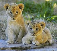 Image result for Lion and Newborn Cub