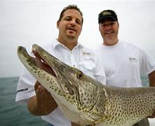 Image result for Great Lakes Musky