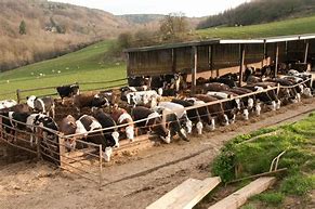 Image result for Animal Husbandry Feeding