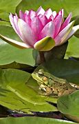 Image result for Hopping Frog in a Pond