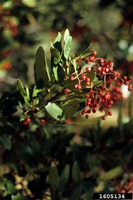 Image result for Toyon