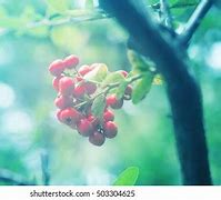 Image result for Drawings of Holly Berries