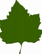 Image result for Field Maple Leaf Outline