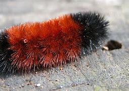 Image result for Woolly Aphids Rings On Leaf