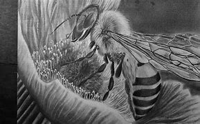 Image result for Basic Bee Drawing