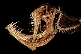 Image result for Angler Fish Bones