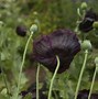 Image result for Black Poppy Flower