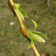 Image result for Weeping Willow Buds