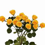 Image result for Yellow Spray Roses