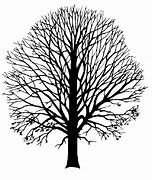 Image result for Beech Leaf Silhouete