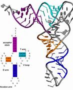 Image result for tRNA Tertiary Structure