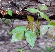 Image result for Poison Ivy Vine Growing Up a Tree