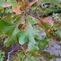 Image result for Post Oak Leaf Designs