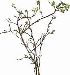 Image result for Vector Tree Branch Coloring