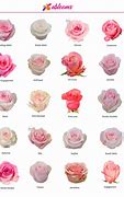 Image result for Pale Coral Rose