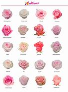 Image result for Coral Colored Roses with Names