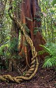 Image result for Jungle Tree Images