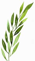 Image result for Botanical Leaf Illustration