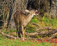 Image result for Deer Eating Peppers