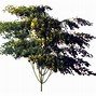 Image result for Clip Art Tree by Water