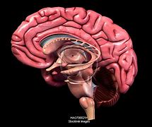 Image result for Human Brain Sagittal Section